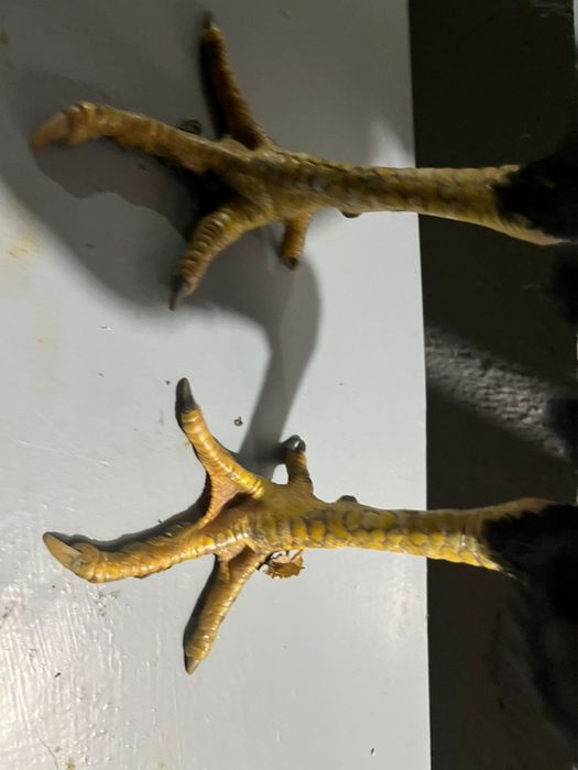 Бойтсовые даканы петушок