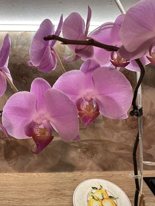 Орхидея адаптированые