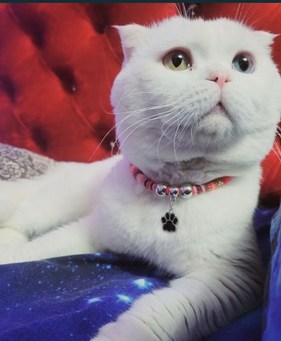 Вязка кот шотландский вислоухий