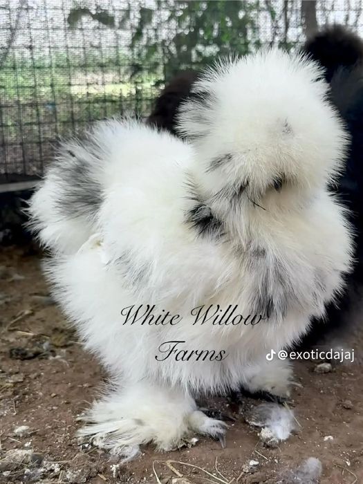 Американский шолк жужалар бор 1.5 ойликлари