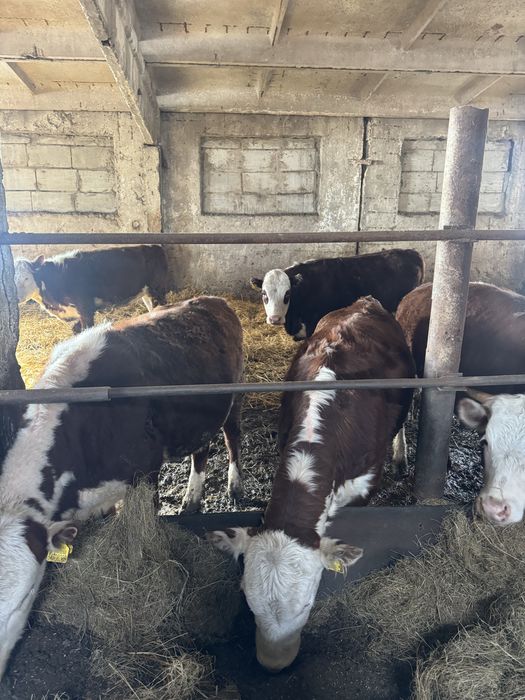 Коровы белоголовой породы