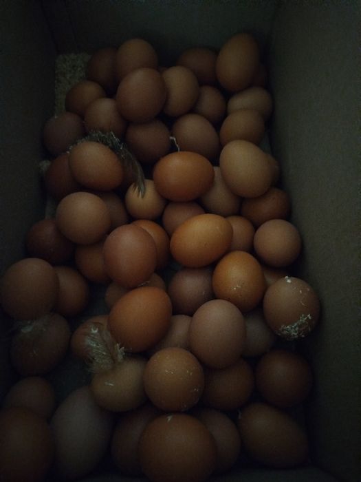 Яйца домашние куриные