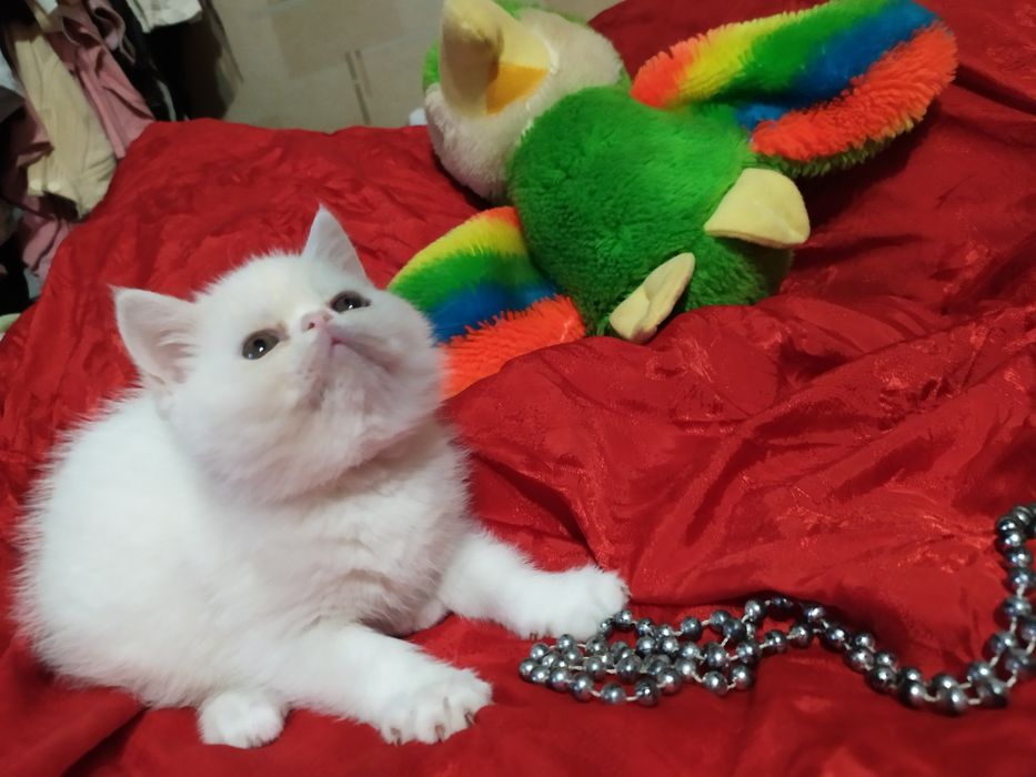 Продам котят  Экзоты