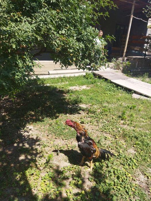 Дакан           .