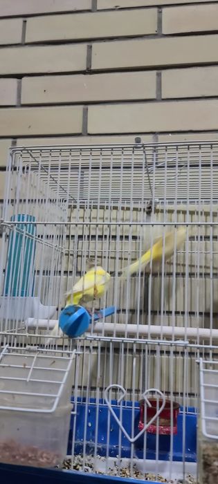 Traynik bolalari sotiladi 1.5oylik