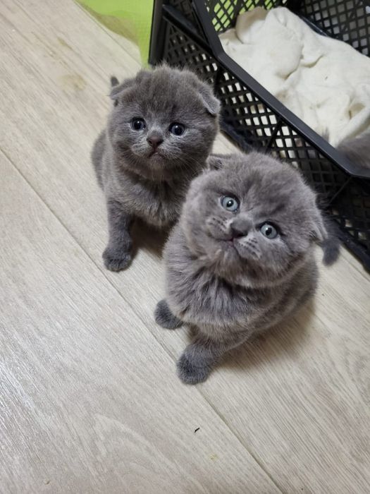 Девочка и Мальчик.  Скоттиш Фолд.