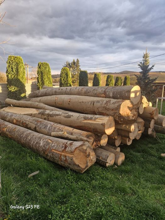 Lemn foc fag bustean