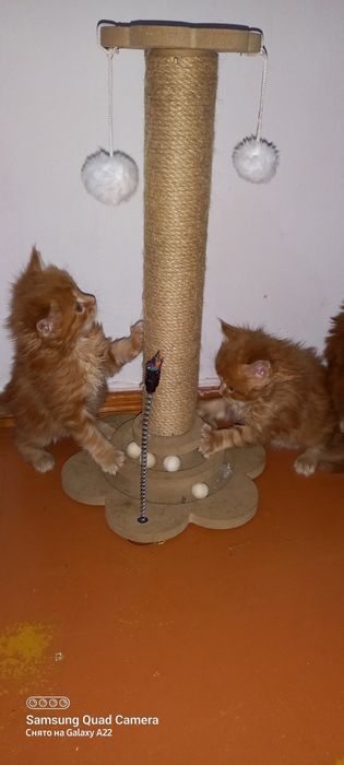 Мейн кун продажа