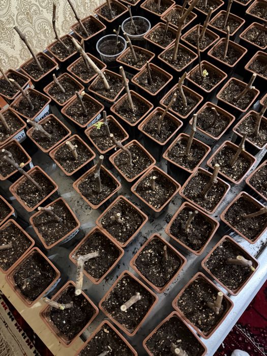 Продам отростки винограда