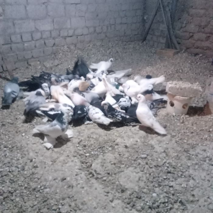 Продам домашних голубей.