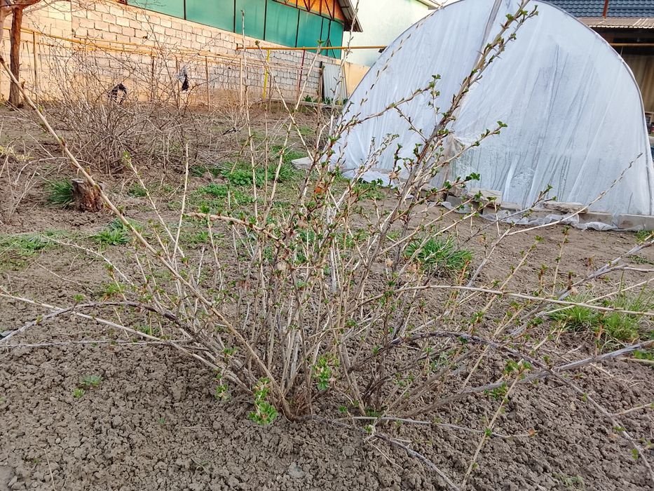 Кружовник крупный