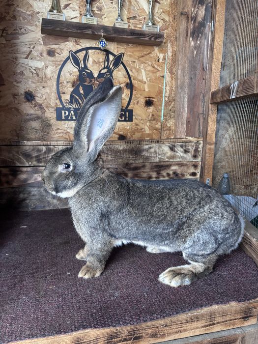 Uriasi german gri cu certificat de origine