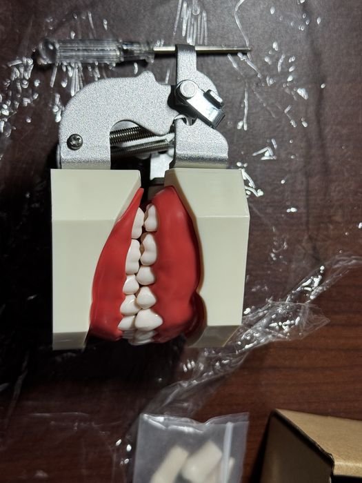 Arcada dentara stomatologie