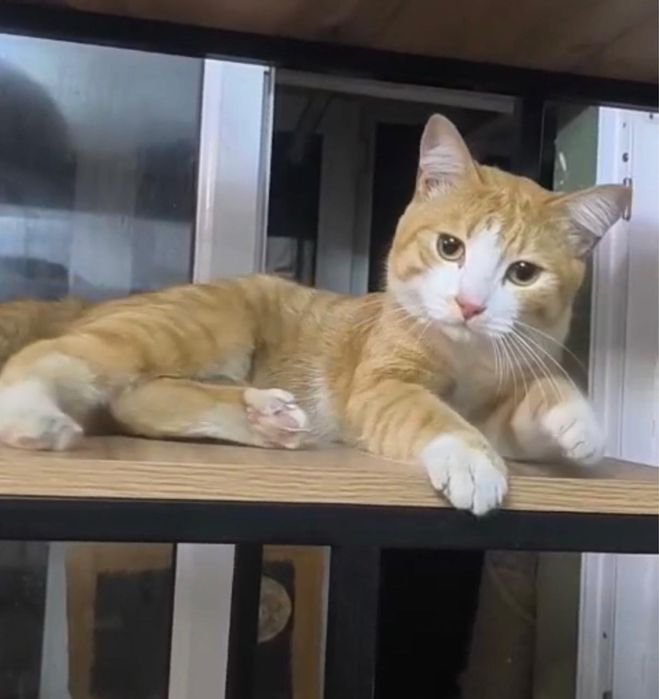 Котик в добрые руки