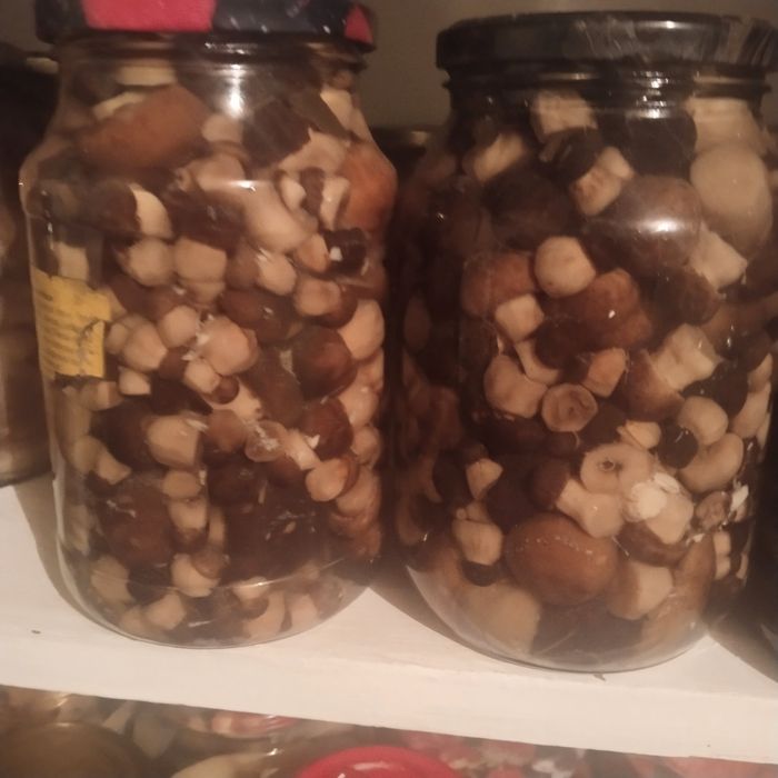 Продам грибочки этого года