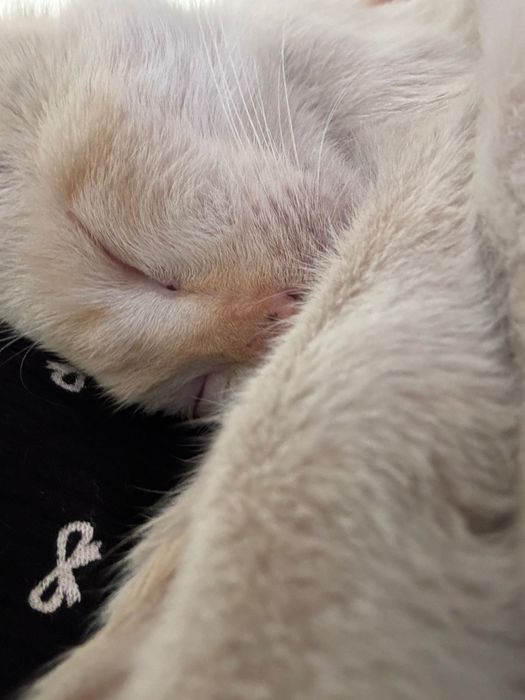 Котенок отдаю бесплатно