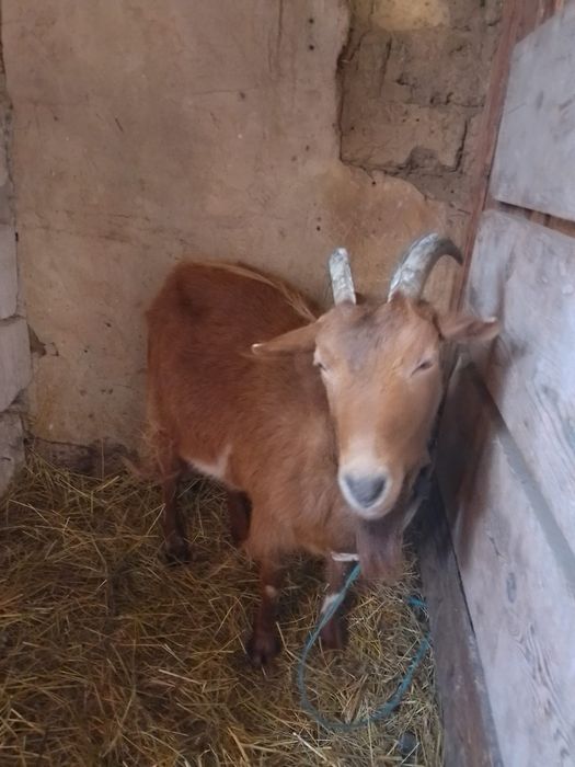 Van berbecuț de asta primăvară și 2 capre