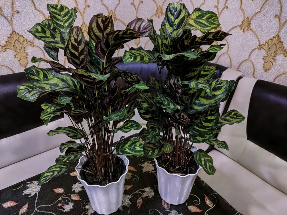 Растения комнатные. Доставка