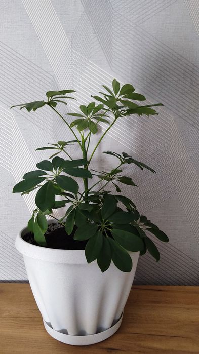 Шефлера  шефлера