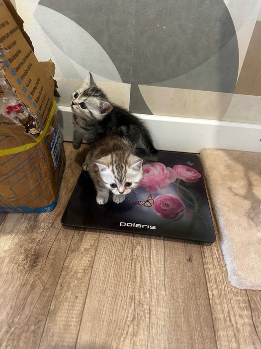 Продам Шотландские котят