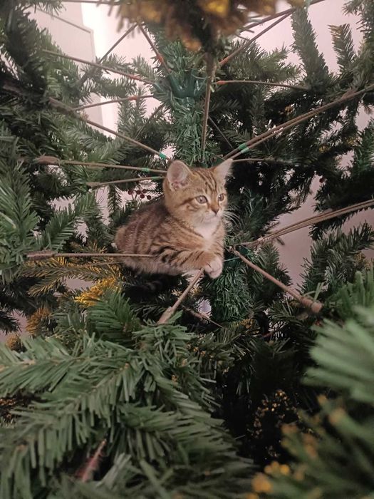 Отдам котенка в добрые руки