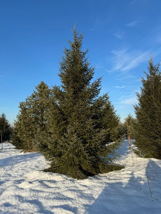 Крупномеры Ель тяньшань голубая сосна