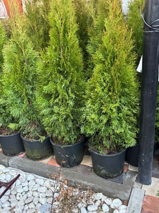 Туя Смарагд, туя с посадкой