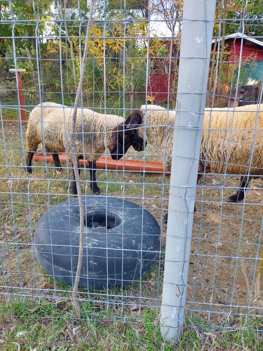 Vând 2 berbecii de 10luni rasa suffolk