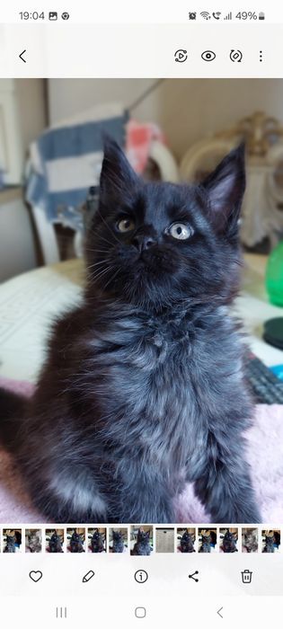 Котёнок мейн кун