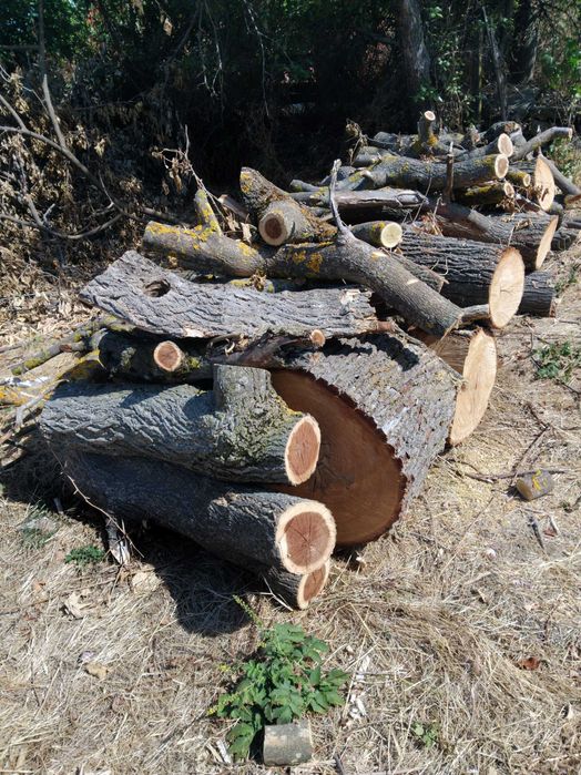 Дърва за огрев 50лв