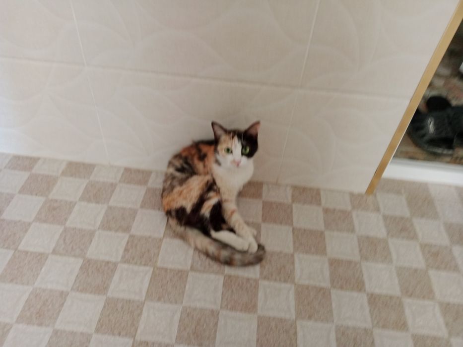 Hadiyaga bermohchiman