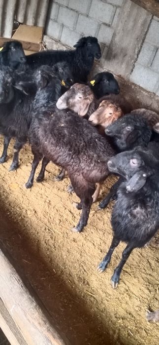 Токтылар сатылады