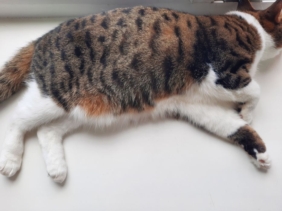 Кот отдам бесплатно