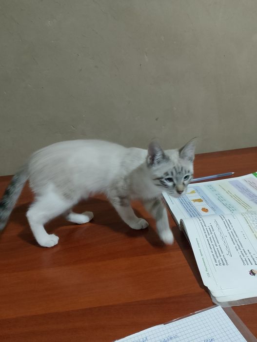 Отдам в добрые руки