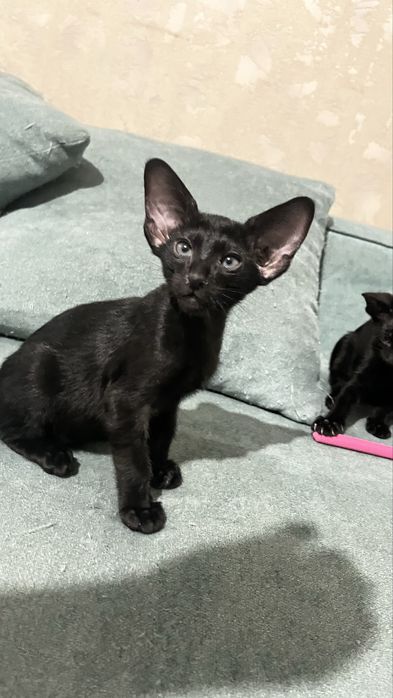 Ориентальные котята