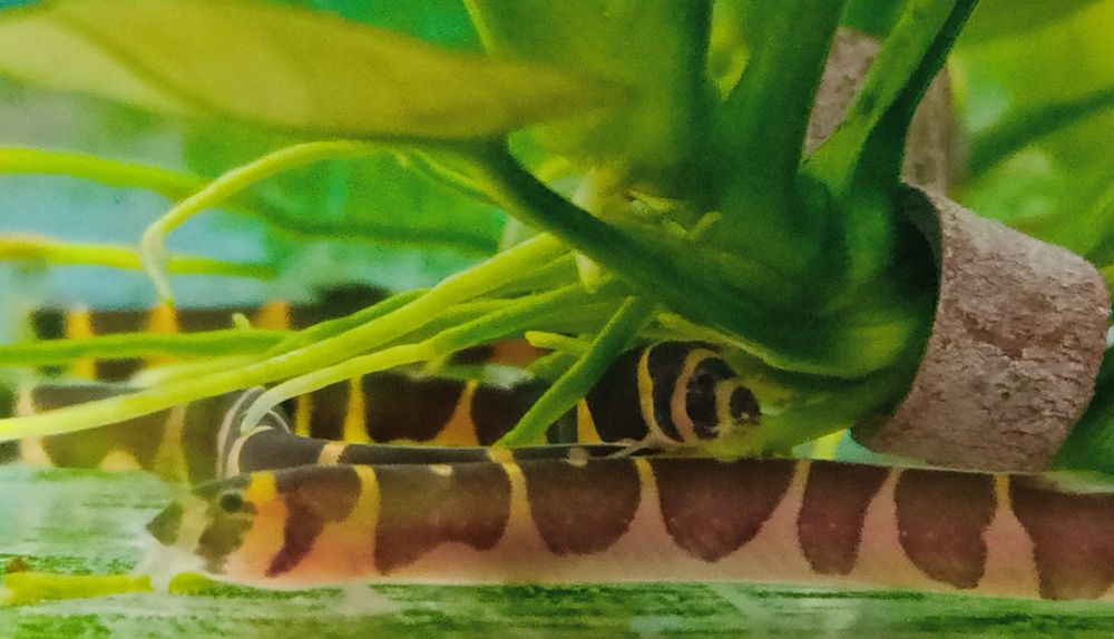 Акантофтальмусы рыбки