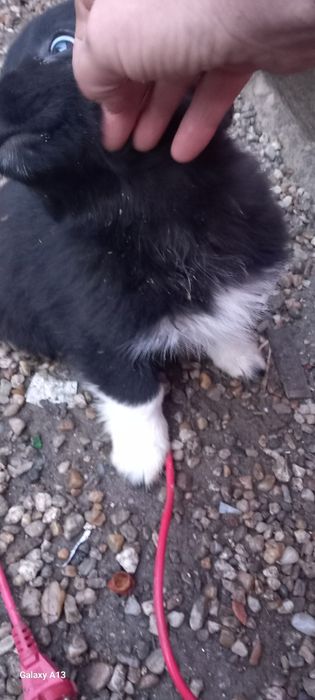 Donez pui de cățea, talie medie. Urgent