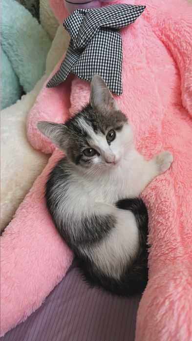 Ласковый котёнок в добрые руки