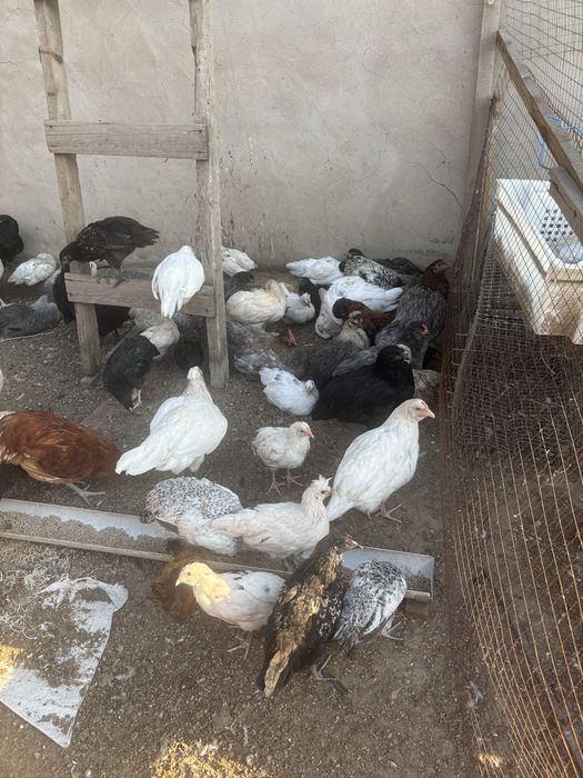 Продам курочек несушки молодые