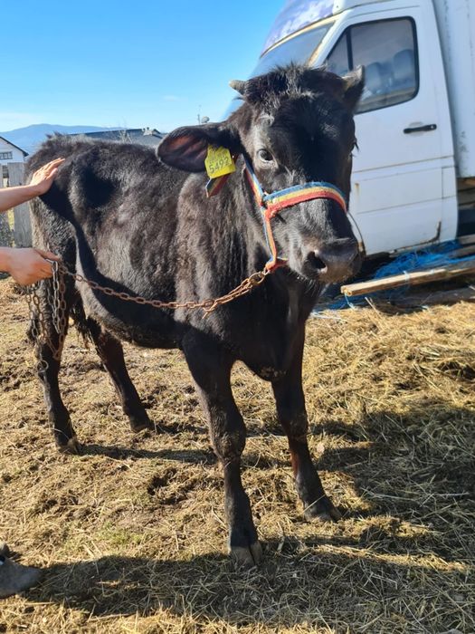 Vând vitele una de 8 luni , una de 10 luni