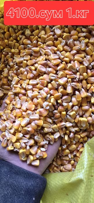 Бугдой   Жухори   Кунжара  Шрот  Арпа Шлуха Рапис  сфатлари алооо