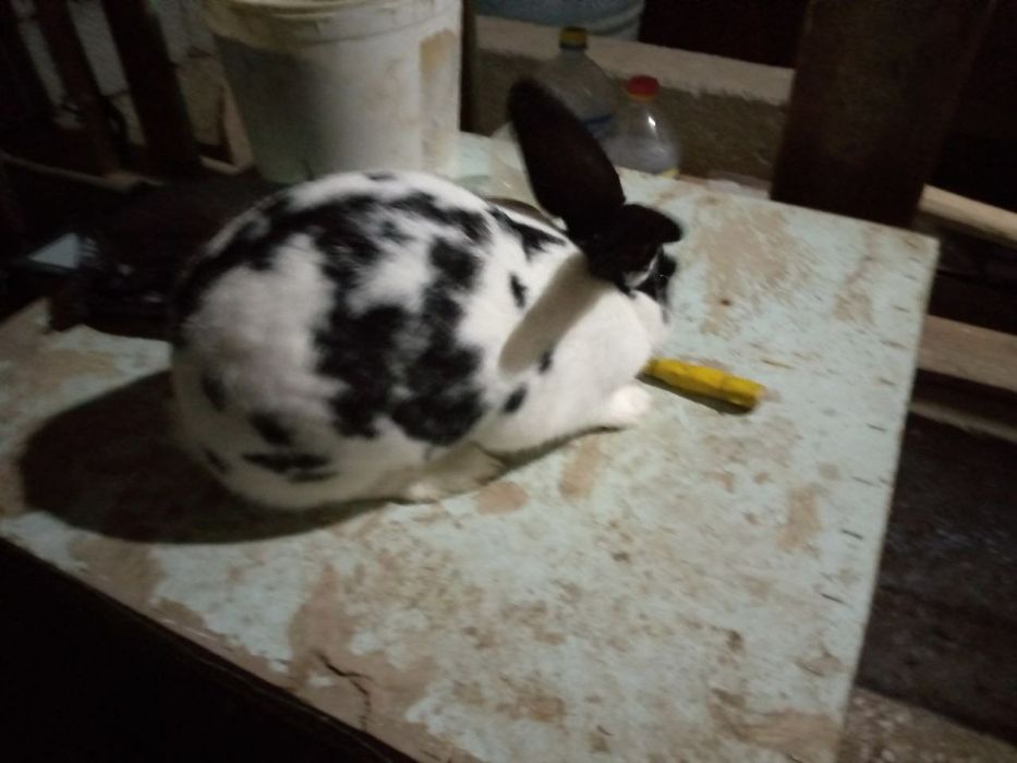 Babocha zotli urg'ochi quyon