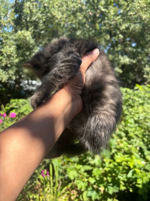 Котята Сибирские