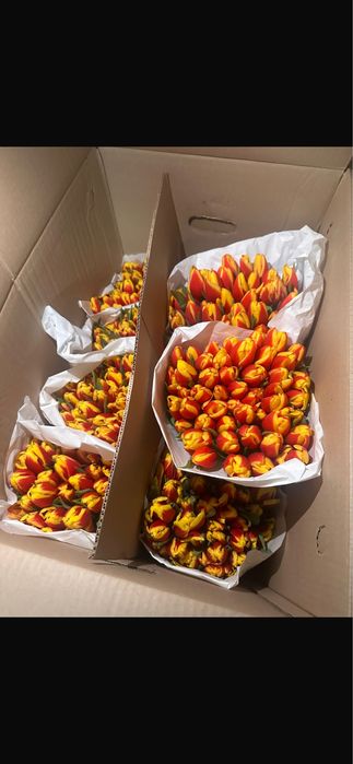 Тюльпаны Экибастуз по 800-850