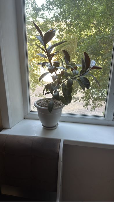 Продам большой фикус юг
