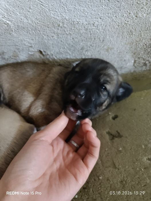 Отдам щенят в добрые руки!