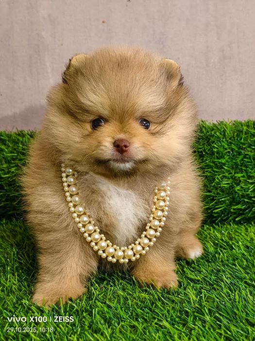 Очаровательные щенки шпица.