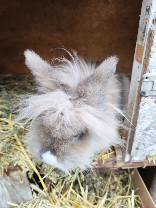 Iepuri cap de leu pitic doar Iași și doar adulți femele gestante și ma