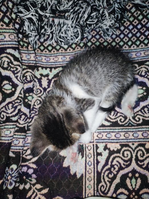 Котенок мальчик 2,5 месяца
