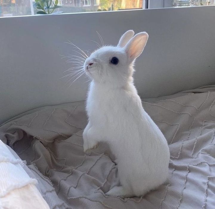 Кролики коян сатамын